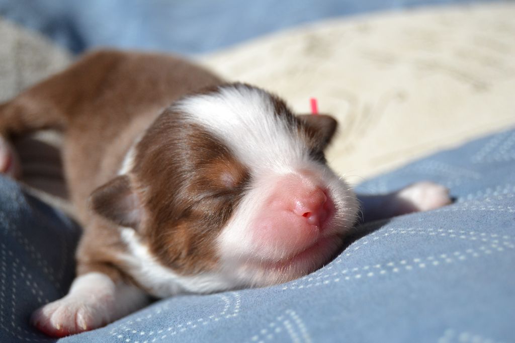 Chiot Berger Australien des Wani - Yanpi