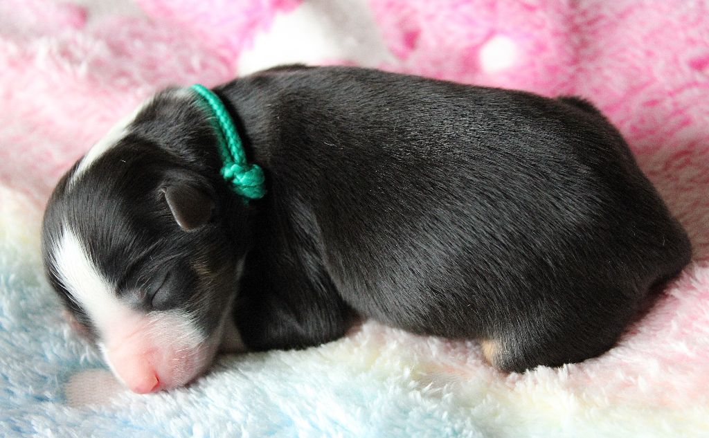 des Wani - Yanpi - Chiots disponibles - Berger Américain Miniature 
