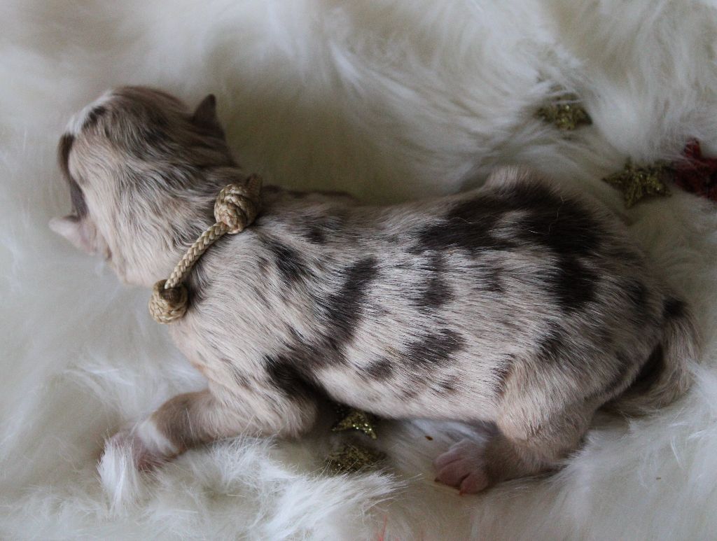 des Wani - Yanpi - Chiots disponibles - Berger Américain Miniature 