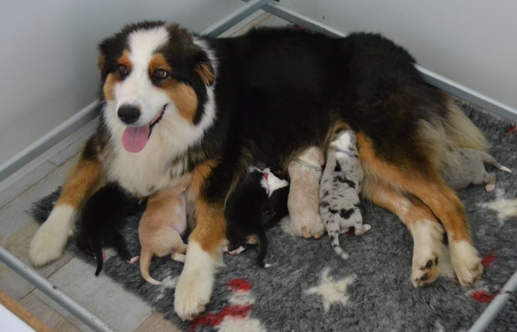 Chiot Berger Australien des Wani - Yanpi