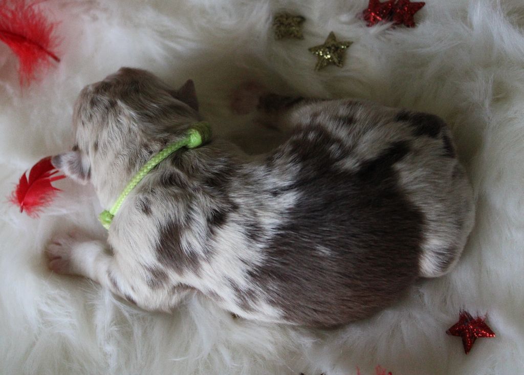 des Wani - Yanpi - Chiots disponibles - Berger Américain Miniature 