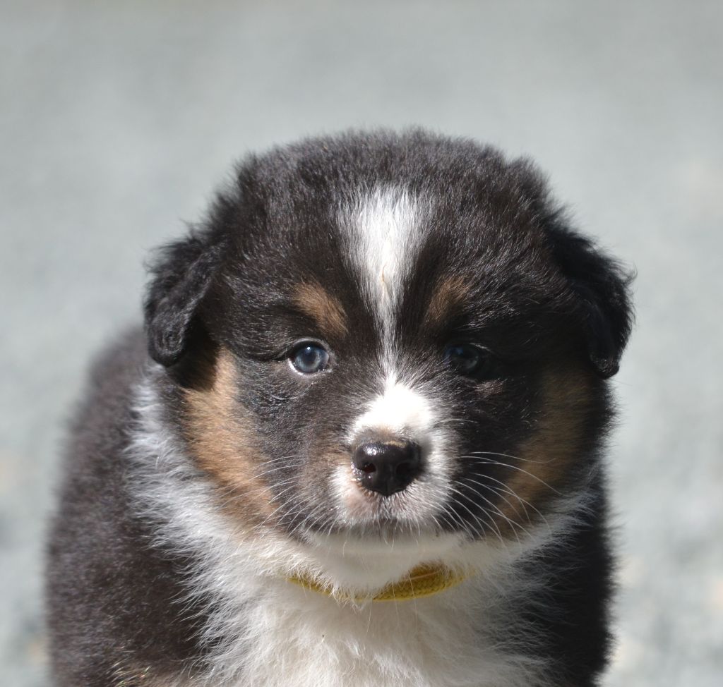des Wani - Yanpi - Chiots disponibles - Berger Australien