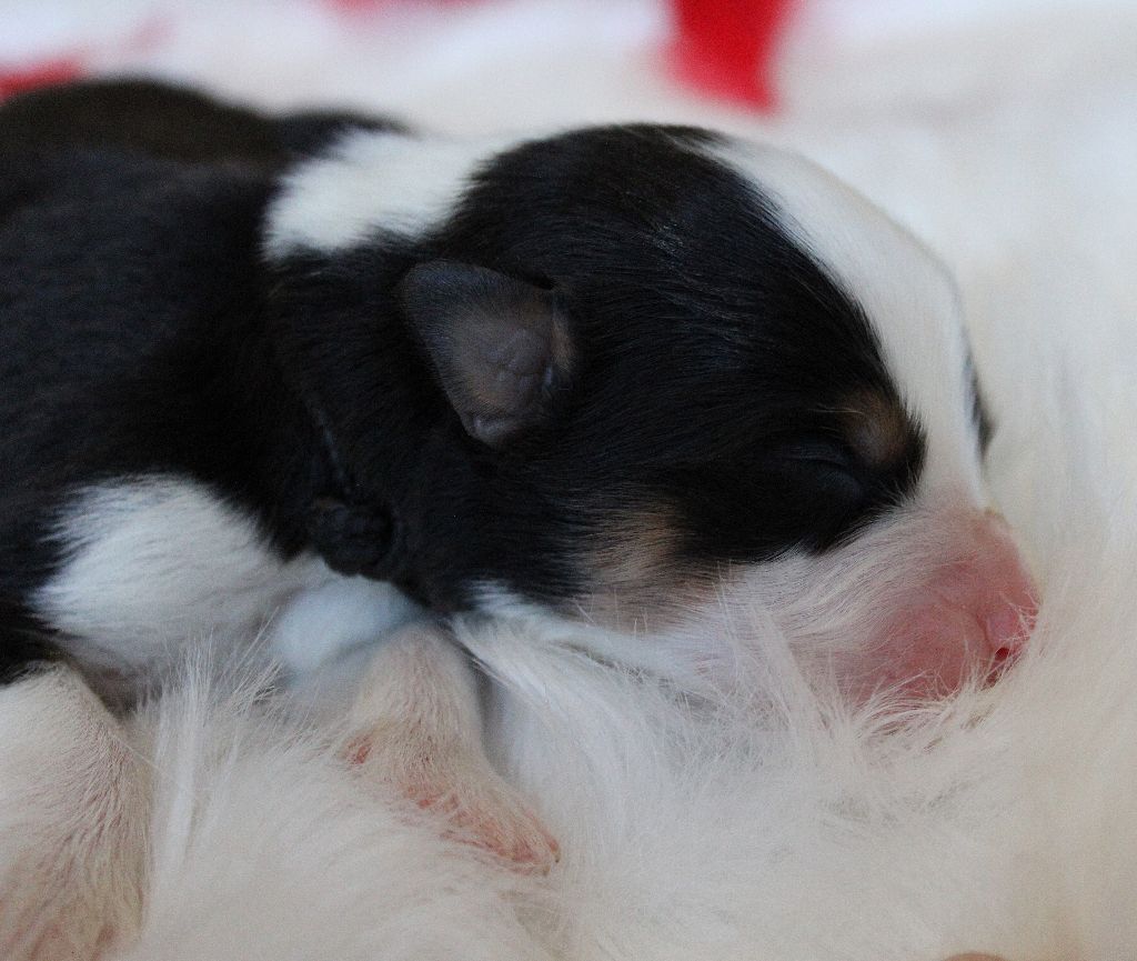des Wani - Yanpi - Chiots disponibles - Berger Australien