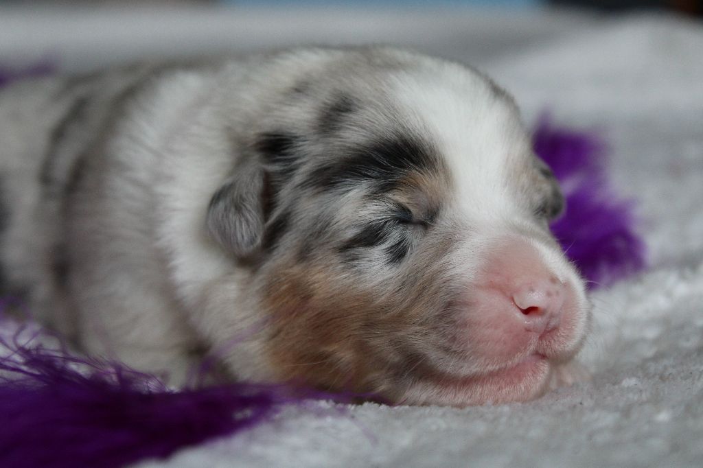 des Wani - Yanpi - Chiots disponibles - Berger Australien