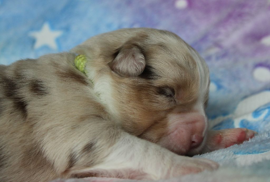 des Wani - Yanpi - Chiots disponibles - Berger Américain Miniature 