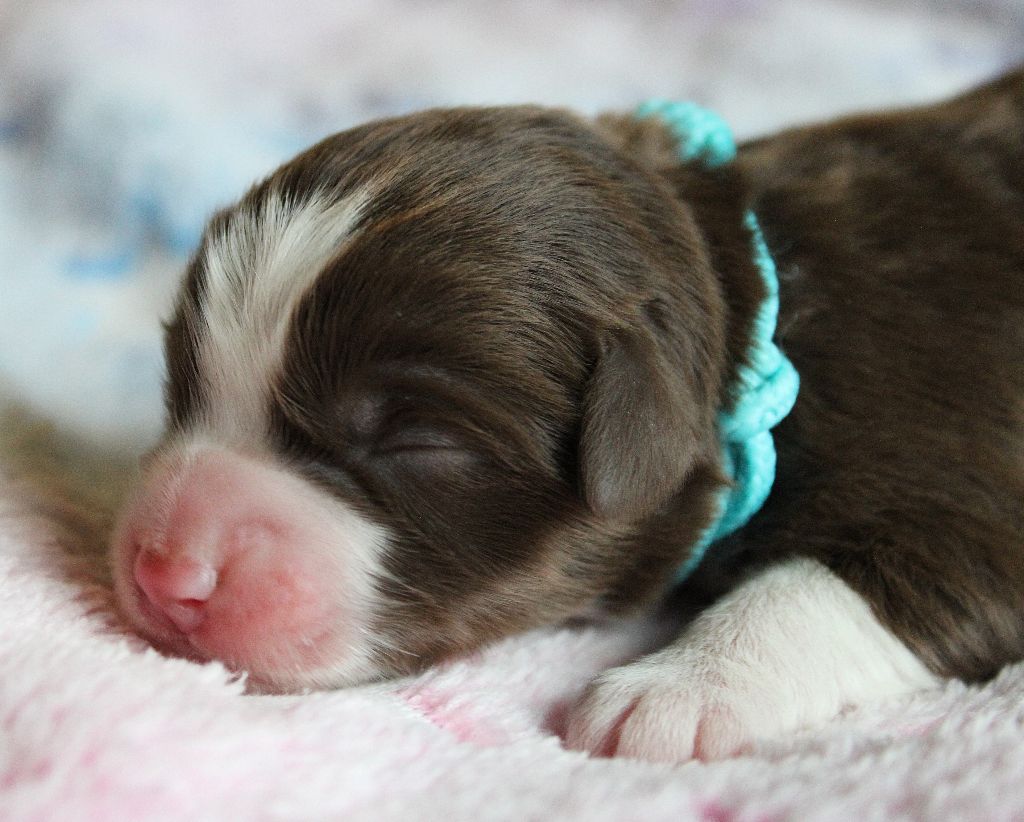 des Wani - Yanpi - Chiots disponibles - Berger Américain Miniature 