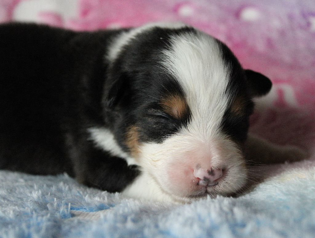 des Wani - Yanpi - Chiots disponibles - Berger Australien