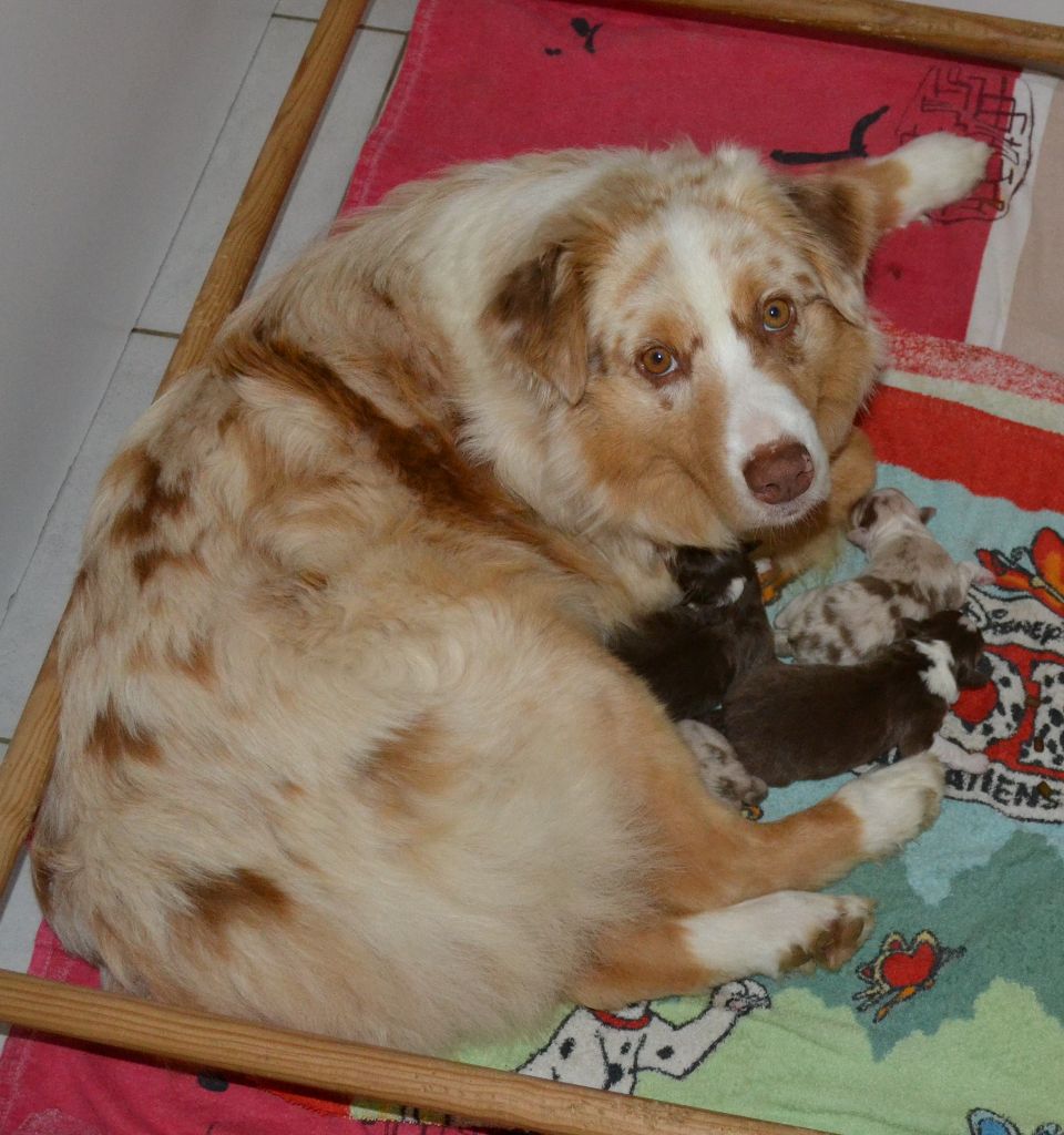 Chiot Berger Australien des Wani - Yanpi