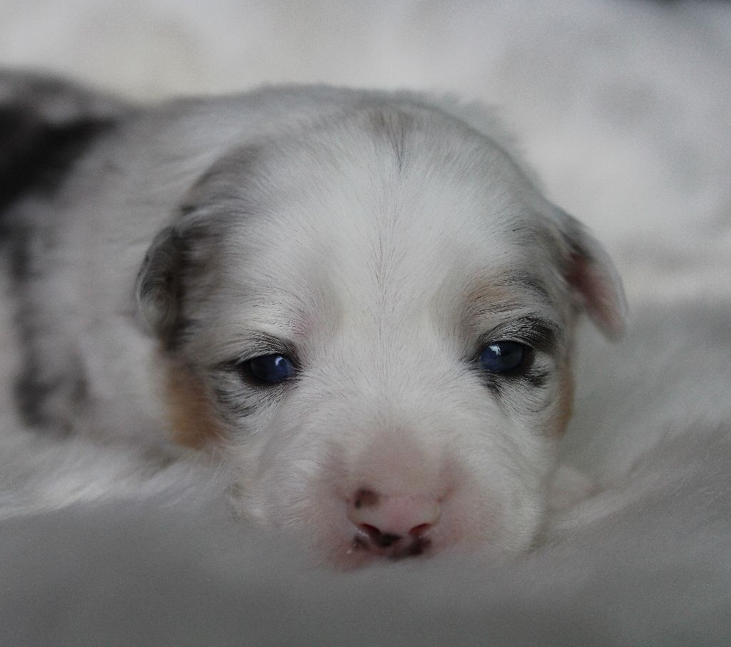 des Wani - Yanpi - Chiots disponibles - Berger Américain Miniature 