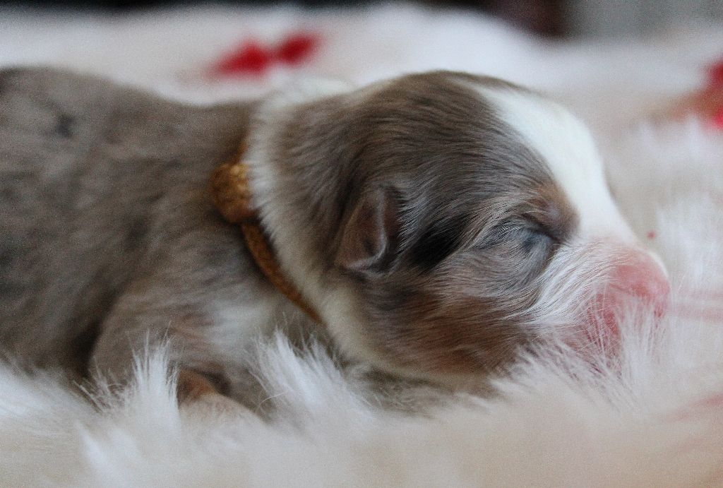 des Wani - Yanpi - Chiots disponibles - Berger Australien