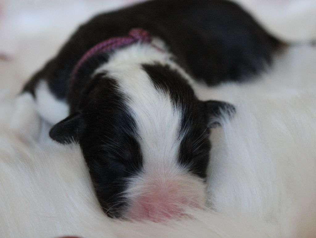 des Wani - Yanpi - Chiots disponibles - Berger Australien