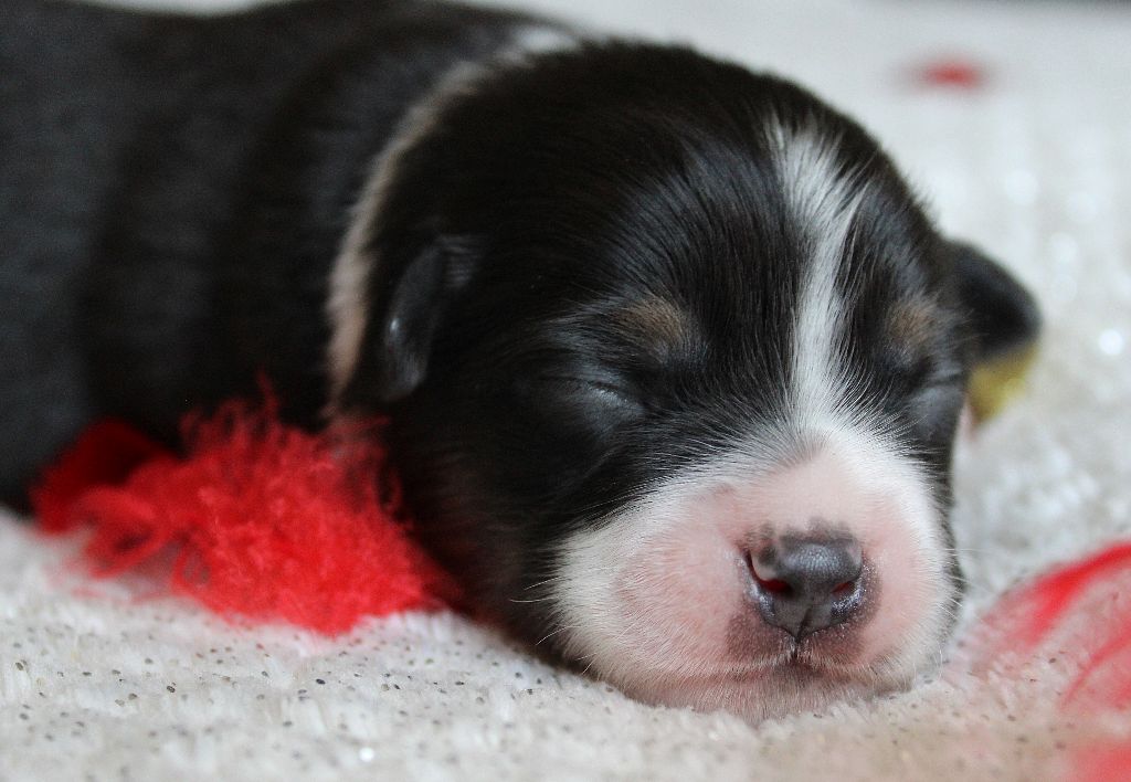 des Wani - Yanpi - Chiots disponibles - Berger Américain Miniature 