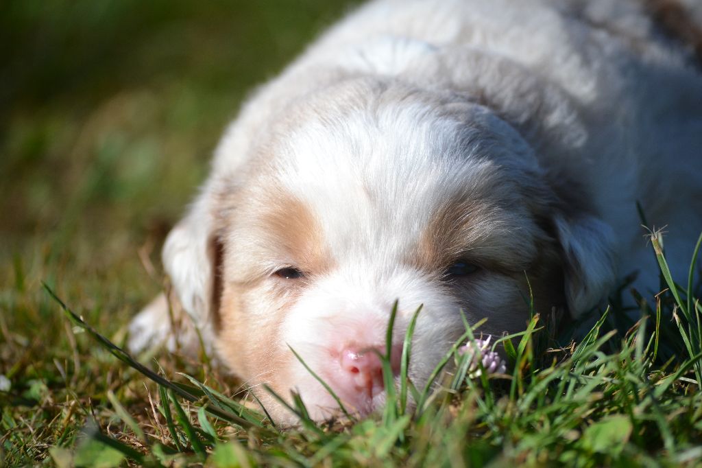 des Wani - Yanpi - Chiots disponibles - Berger Américain Miniature 