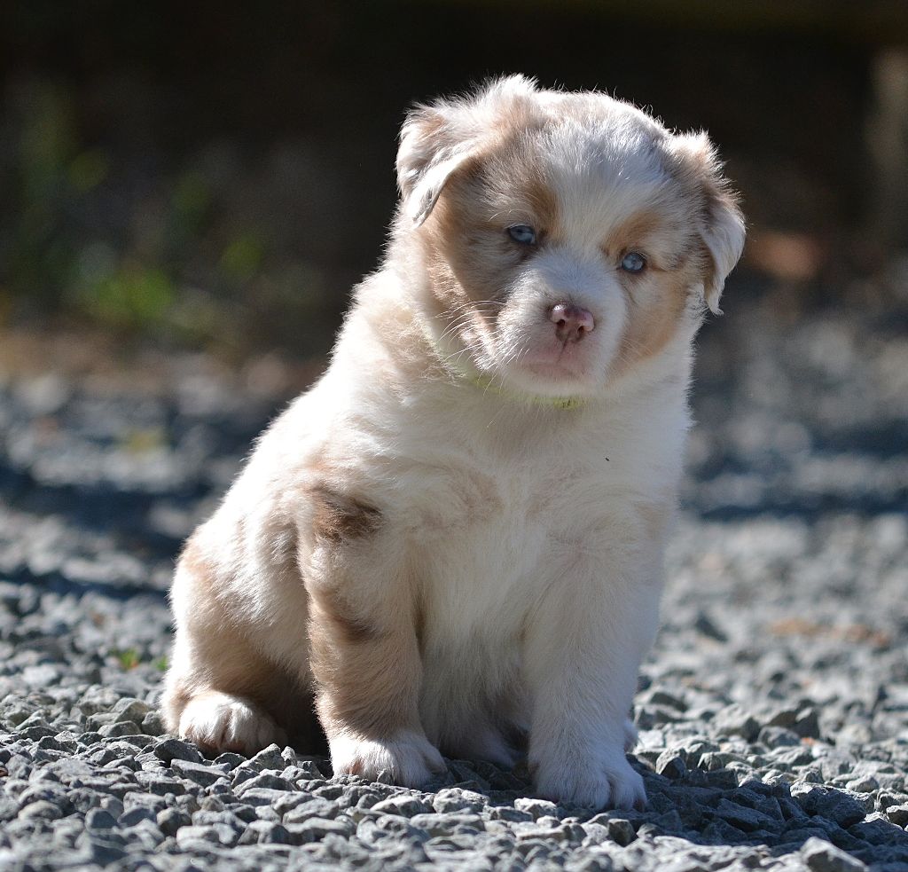 des Wani - Yanpi - Chiots disponibles - Berger Américain Miniature 
