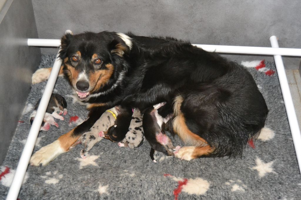 Chiot Berger Australien des Wani - Yanpi