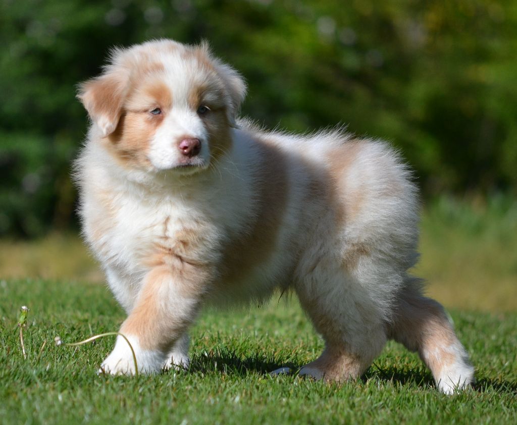 Mâle rouge merle NASKO