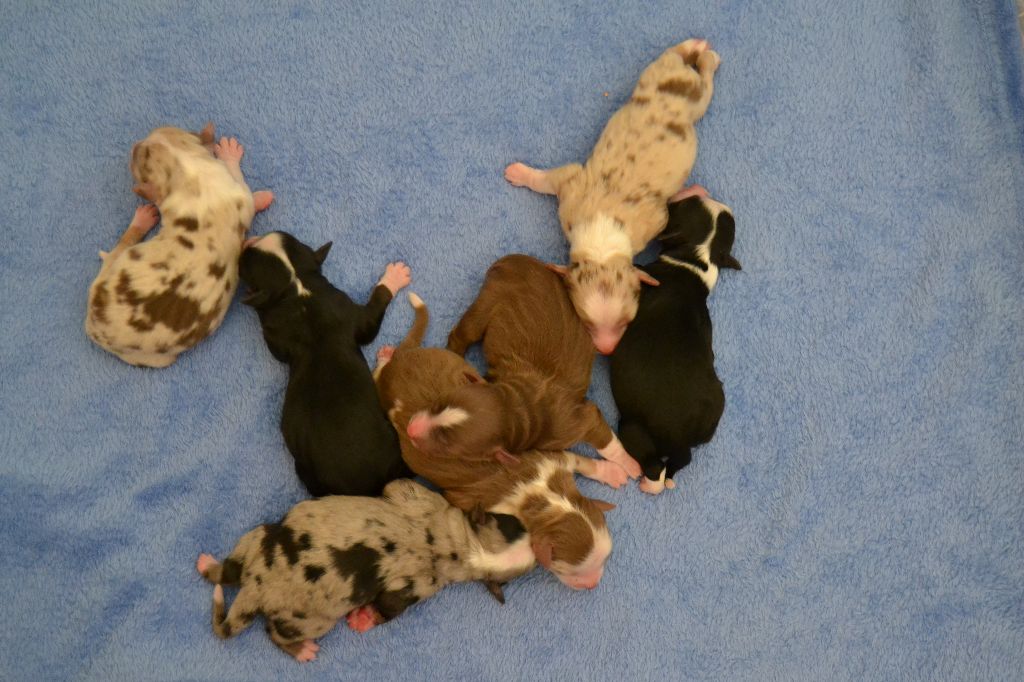 Chiot Berger Américain Miniature des Wani - Yanpi