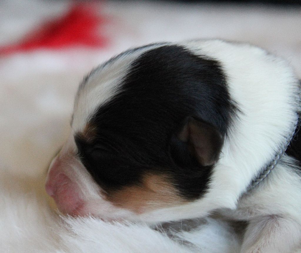 des Wani - Yanpi - Chiots disponibles - Berger Australien