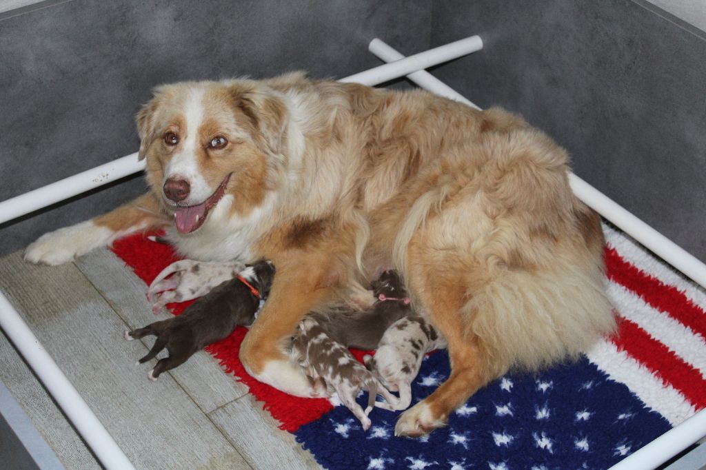 Chiot Berger Australien des Wani - Yanpi