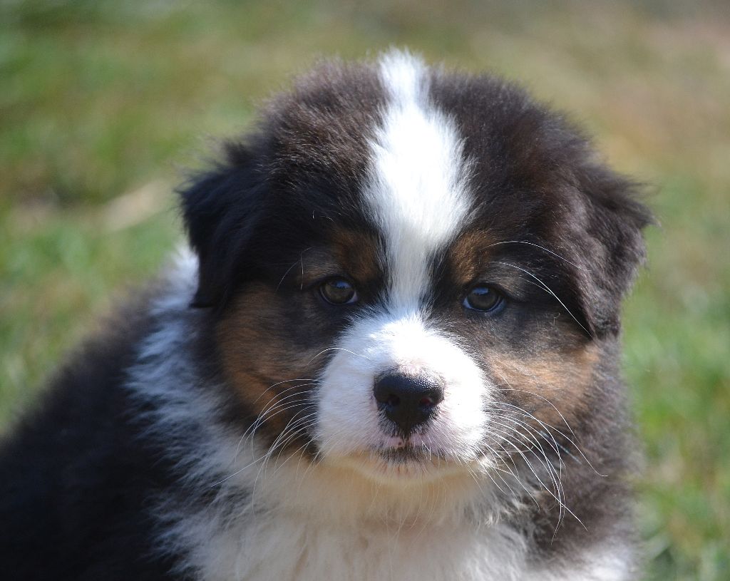 des Wani - Yanpi - Chiots disponibles - Berger Australien