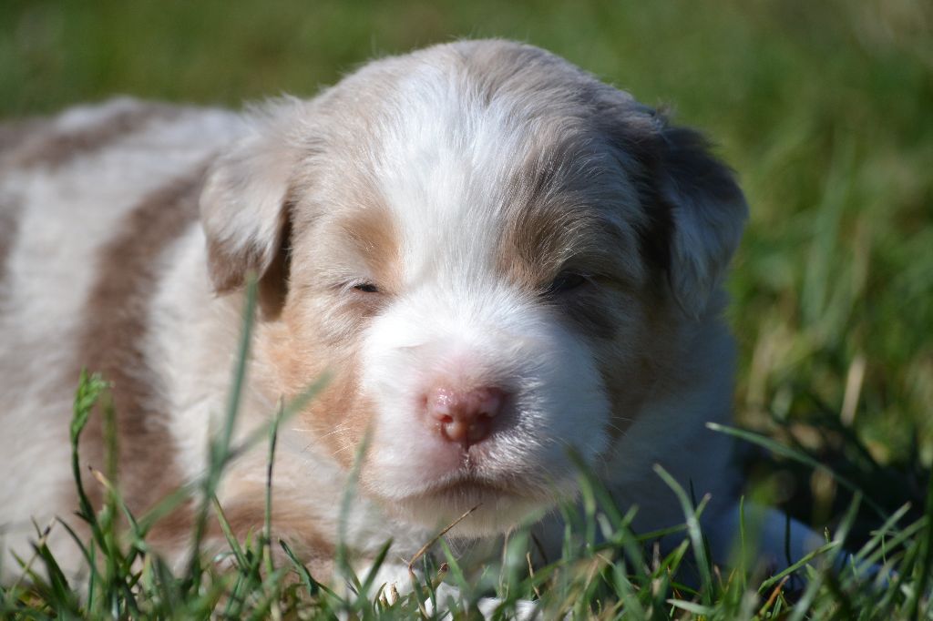 des Wani - Yanpi - Chiots disponibles - Berger Américain Miniature 