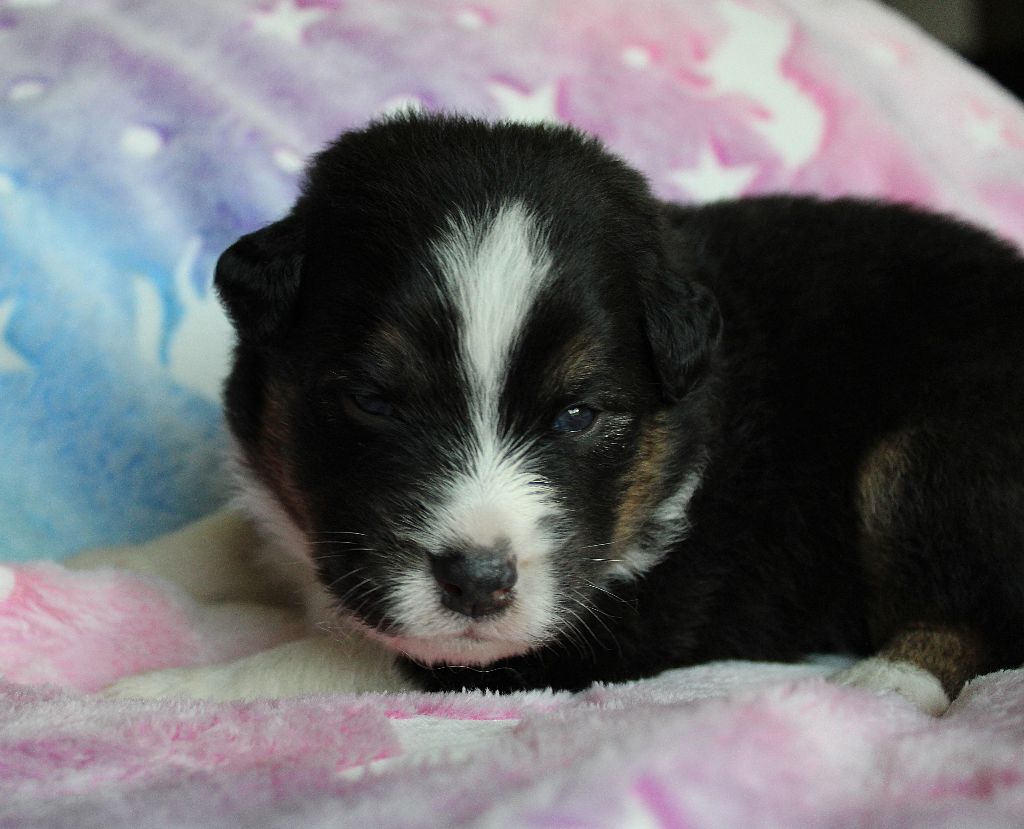 des Wani - Yanpi - Chiots disponibles - Berger Australien
