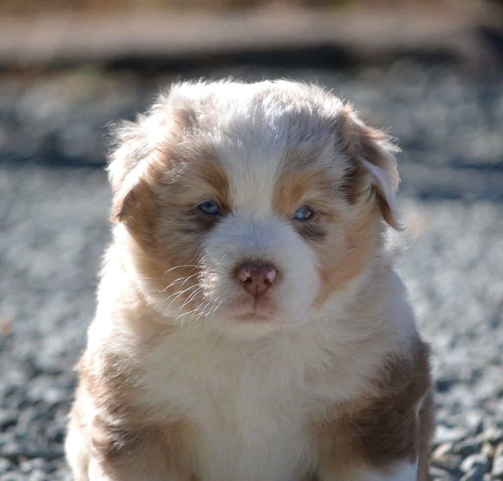 des Wani - Yanpi - Chiots disponibles - Berger Américain Miniature 