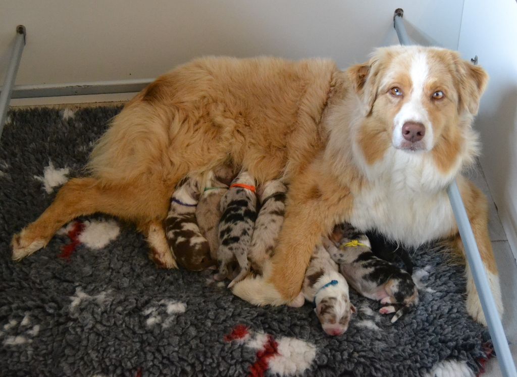 Chiot Berger Australien des Wani - Yanpi