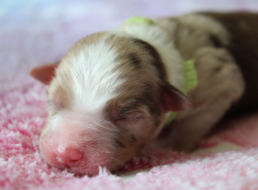 des Wani - Yanpi - Chiots disponibles - Berger Américain Miniature 